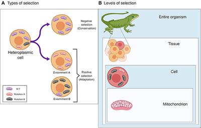 The Mitochondrial Genome–on Selective Constraints and Signatures at the Organism, Cell, and Single Mitochondrion Levels